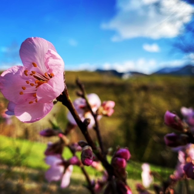 Lärcheneggli Frühling